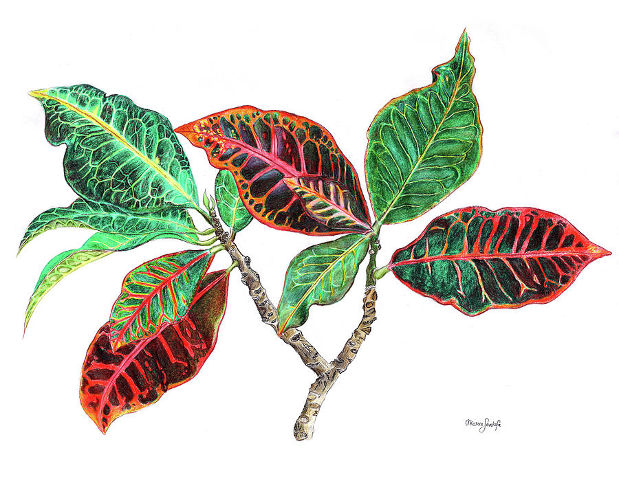 Tropical Croton Drawing by Akosua Sankofa - Pixels