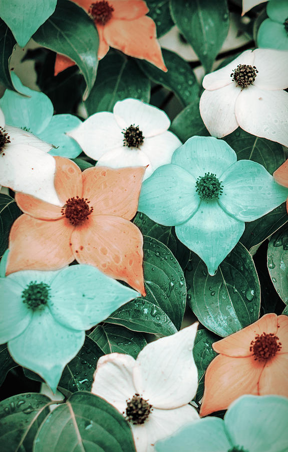 Tropical Dogwood Flowers by Jason Fink Tropical Dogwood Flowers by Jason Fink