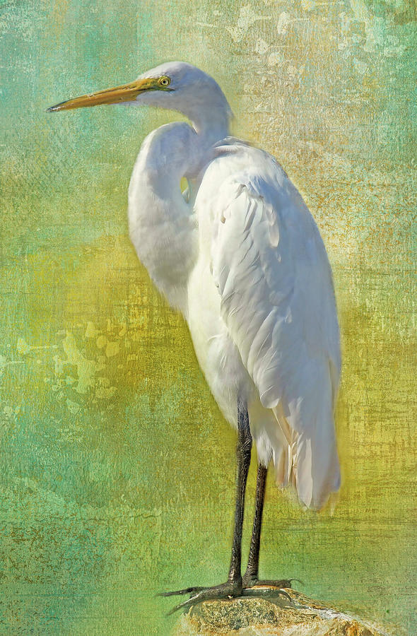 Tropical Egret Photograph by HH Photography of Florida