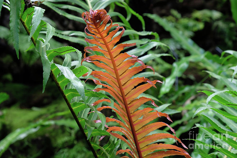 Tropical fern in the rainforest Photograph by Marina Usmanskaya