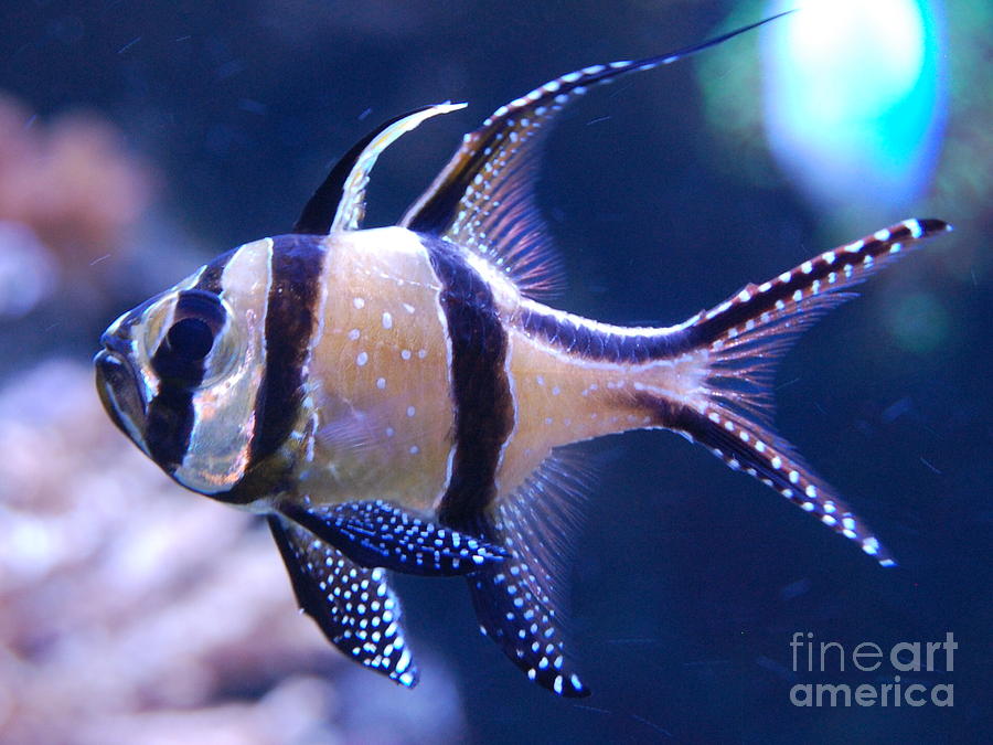 tropical fish fins