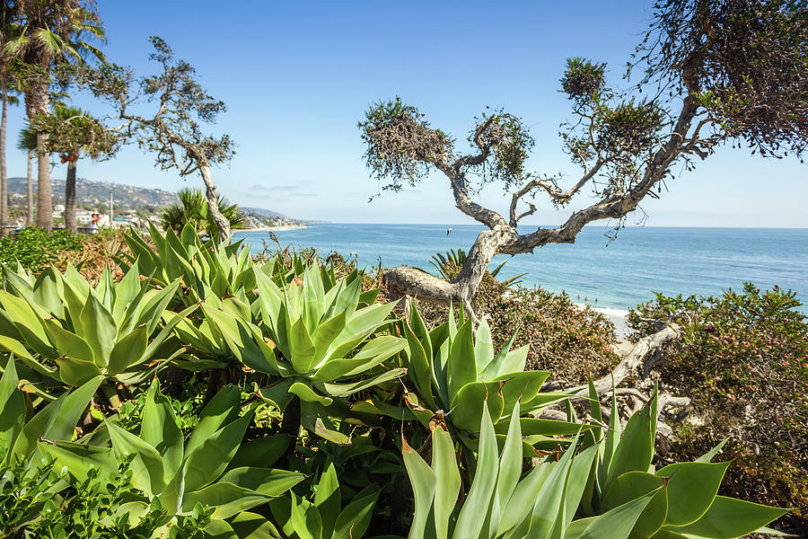 Tropical Flora With Palms And Succulents In Heisler Park Of Lagu Photograph