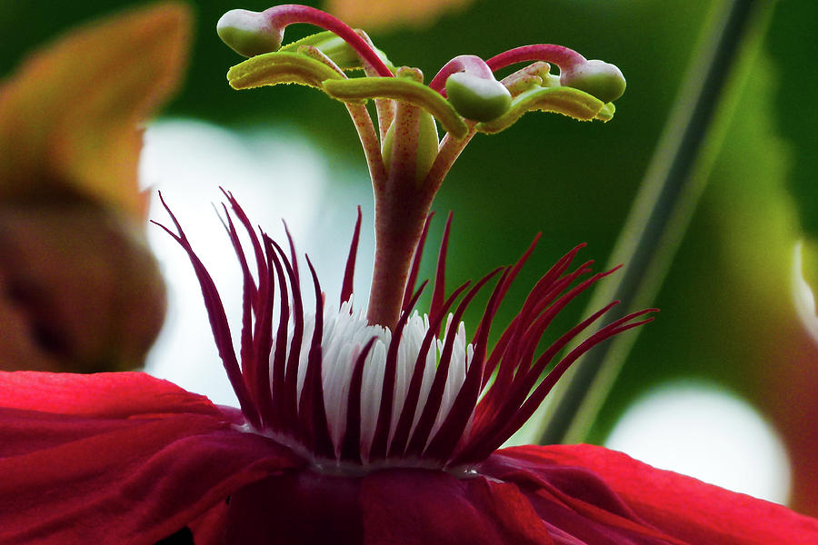 Tropical Flower Photograph by Channed Images