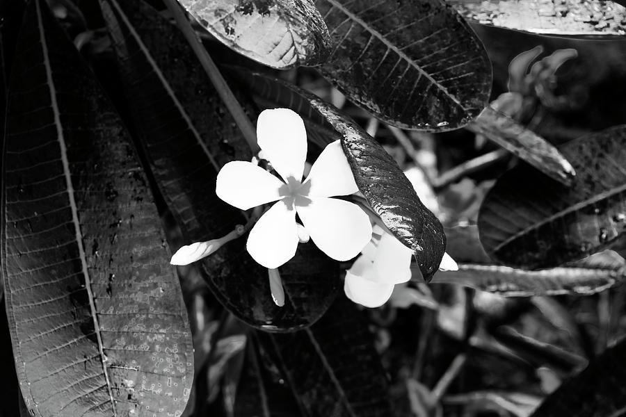 Tropical Flower In Black And White Photograph
