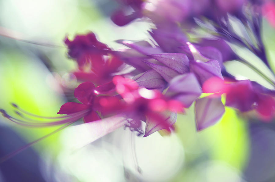 Tropical Flowers Abstract Macro Photograph by Jenny Rainbow