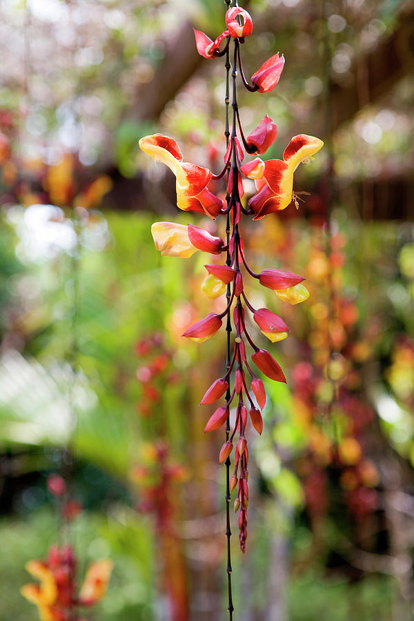 Tropical Flowers On Penang Hill Photograph by Holger Leue