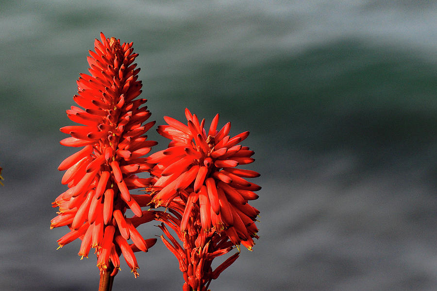 Tropical Flowers With Red Flowers On The Beach At Laguna Beach South Of Los Angeles, California, Usa Photograph by Torsten Rathjen