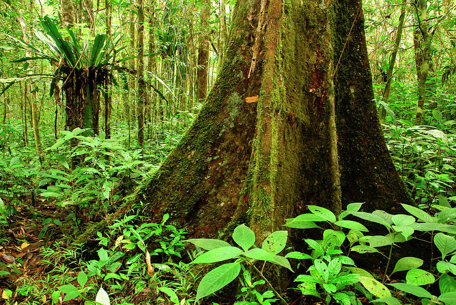 Tropical Forest, Andasibe-mantadia Np, Madagascar Photograph by Enrique ...