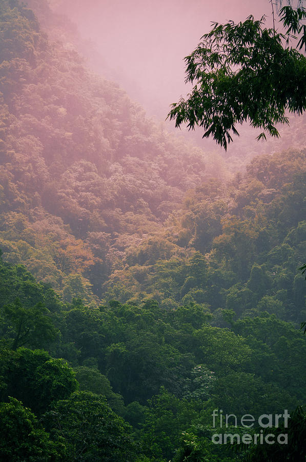 Tropical Forest Photograph by Konstantin Sevostyanov