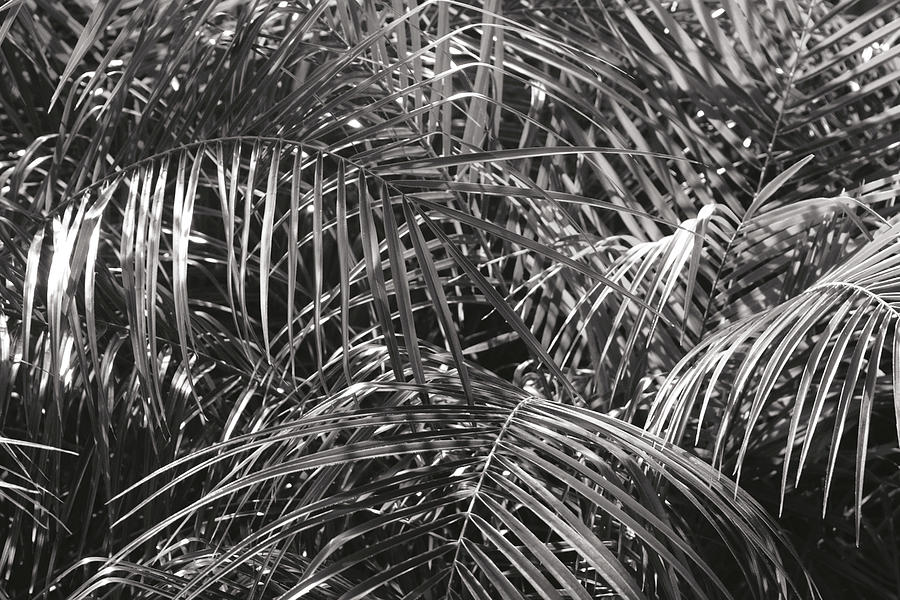 Black And White Painting - Tropical Fronds Bw by Wild Apple Portfolio