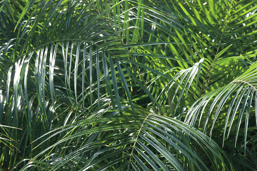 Green Painting - Tropical Fronds by Wild Apple Portfolio