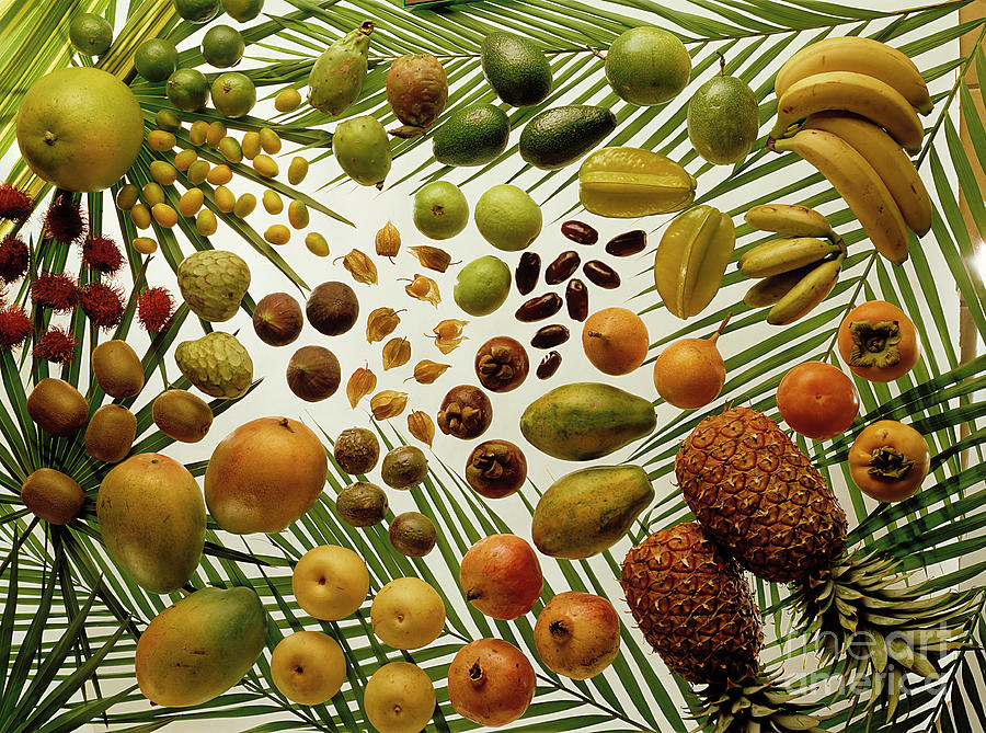 Tropical Fruits Photograph by Maximilian Stock Ltd/science Photo Library