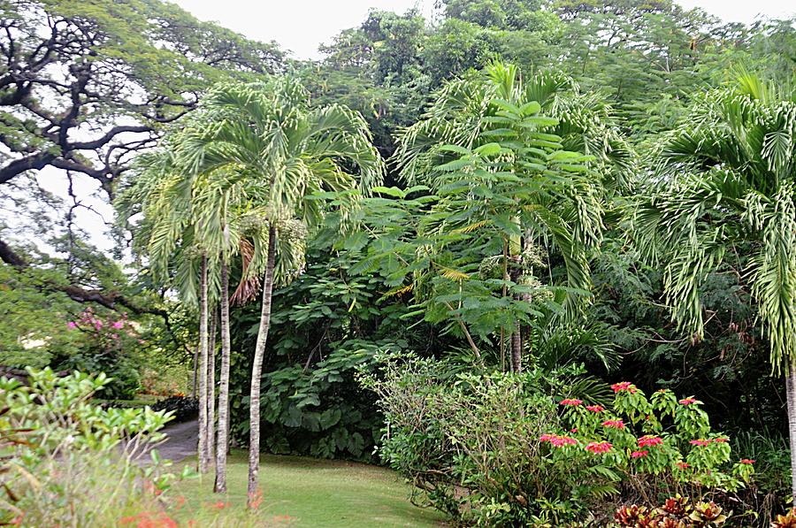 Tropical Garden Photograph by John Hughes - Fine Art America