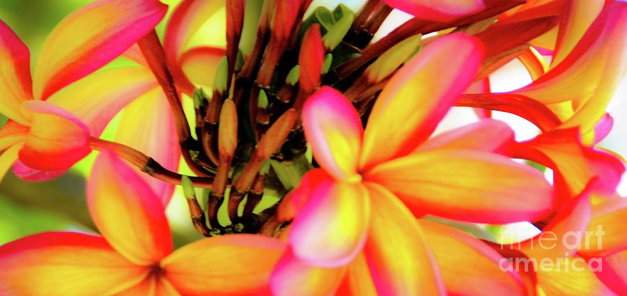 Flower Photograph - Tropical Plumeria Flowers by D Davila