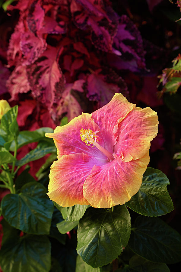 Tropical hibiscus Photograph by Garden Gate magazine
