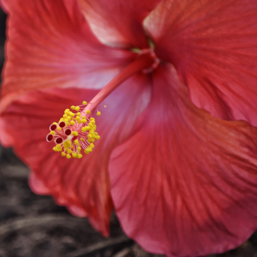 Tropical Hibiscus Squared Photograph by Gaby Ethington