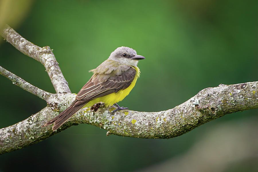 Tropical Kingbird Agua Fria Ibague Colombia Photograph by Adam Rainoff
