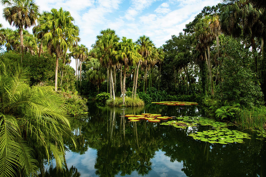 Lush Vegetation Photograph - Tropical Lagoon 2 by Robert Michaud