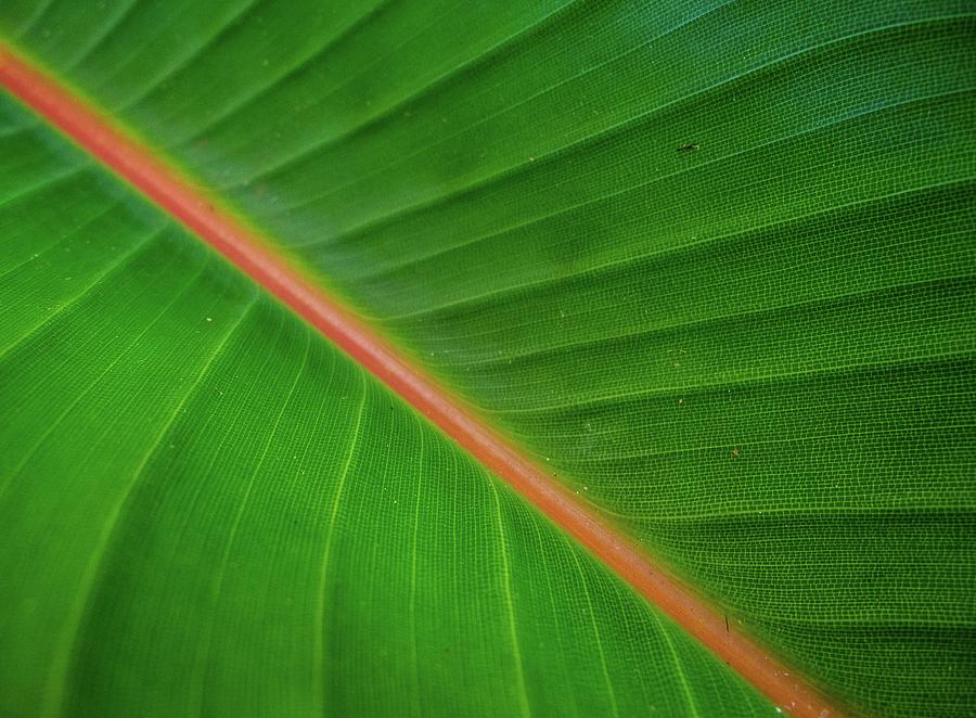 Tropical Leaf Photograph by Doug Davidson