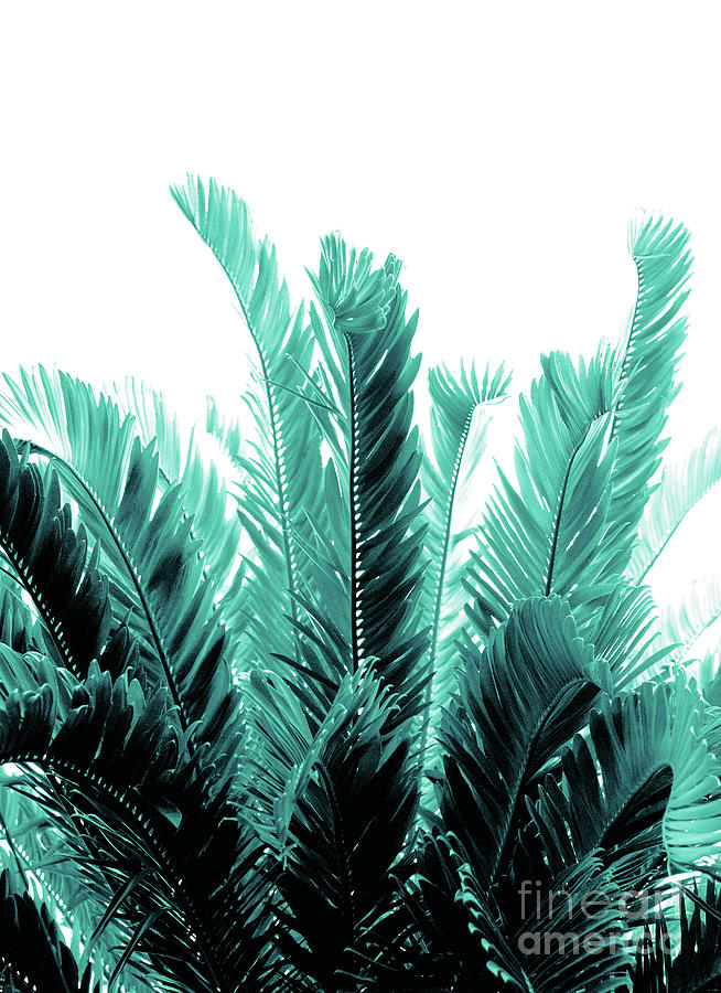 Nature Photograph - Tropical Leaves Dream #8 #tropical #decor #art by Anitas and Bellas Art