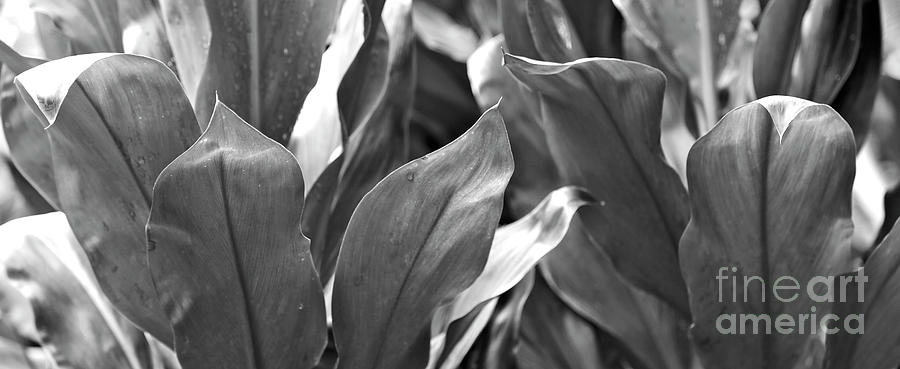 Tropical Leaves Grayscale Photograph by Carol Groenen