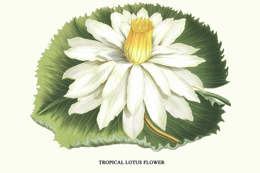 Tropical Lotus Flower Painting by Louis Benoit van Houtte