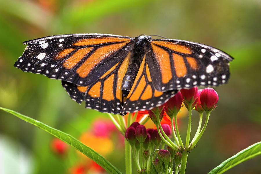 Tropical Milkweed Butterfly Jardin Botanico del Quindio Calarca  Photograph by Adam Rainoff