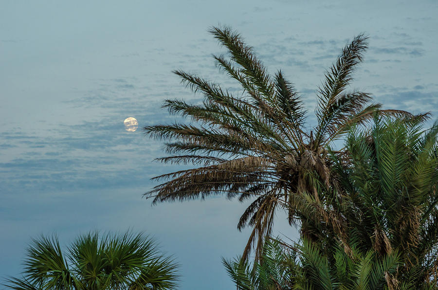 Nature Coast Photograph - Tropical Moon by Mike OShell Nature Coast Photograph - Tropical Moon by Mike OShell