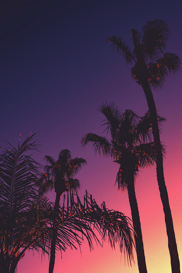 Tropical Night Background With Palm Trees at Sunset Photograph by ...