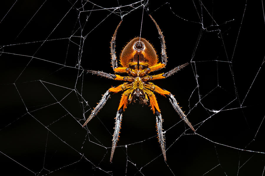 Spider Photograph - Tropical Orb Weaver by Milan Zygmunt