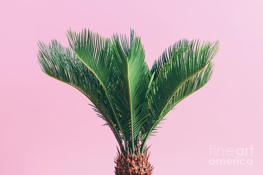 Nature Photograph - Tropical palm on pink pastel background. by Michal Bednarek