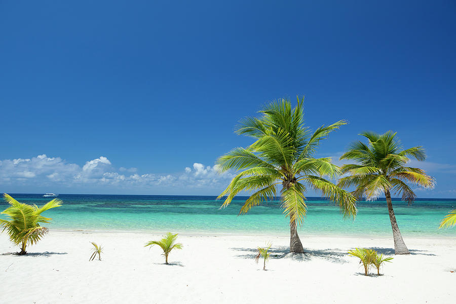 Tropical Palm Trees On Beach Photograph by Dstephens