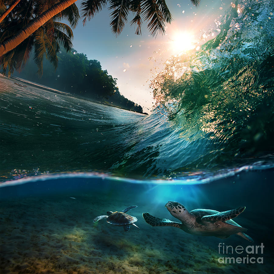 Sealife Photograph - Tropical Paradise Template by Willyam Bradberry
