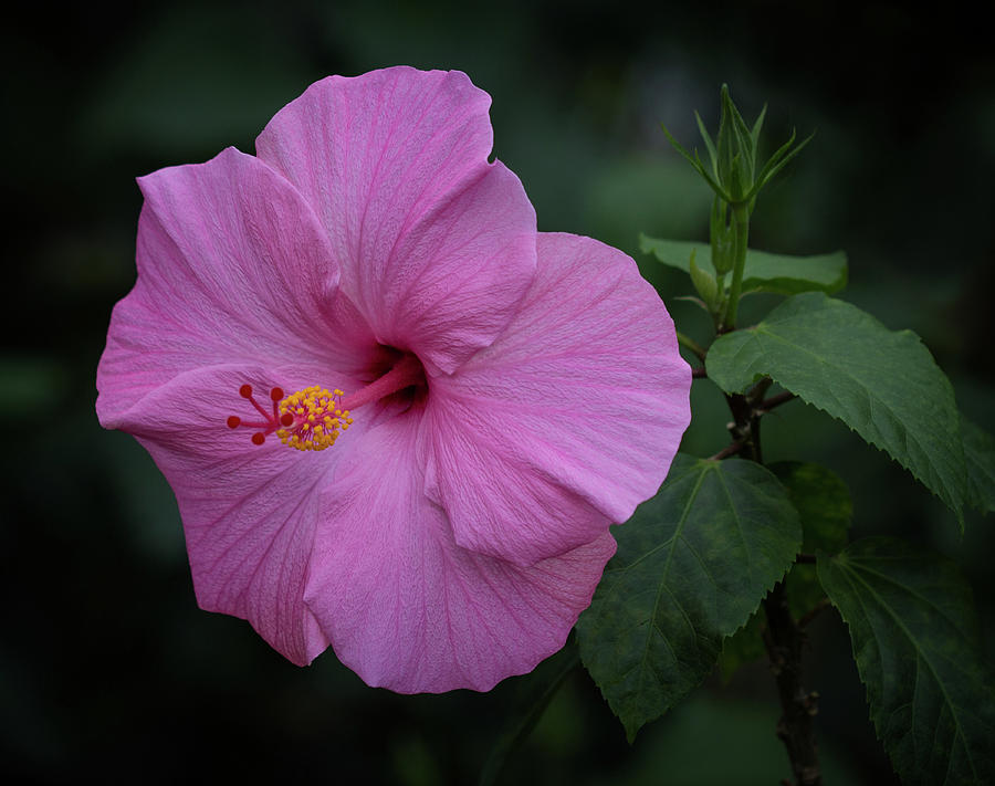Tropical Pink Photograph by Robert Pilkington