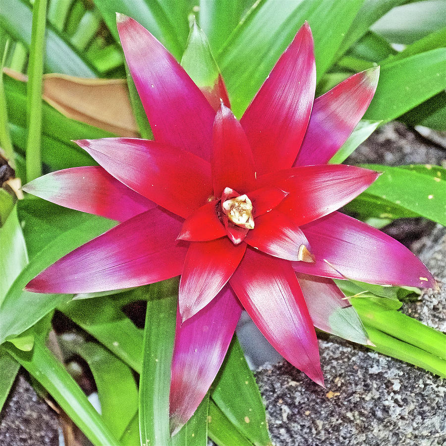 Bromeliad Plant in Botanical Garden in Balboa Park in San Diego, California- Photograph by Ruth Hager