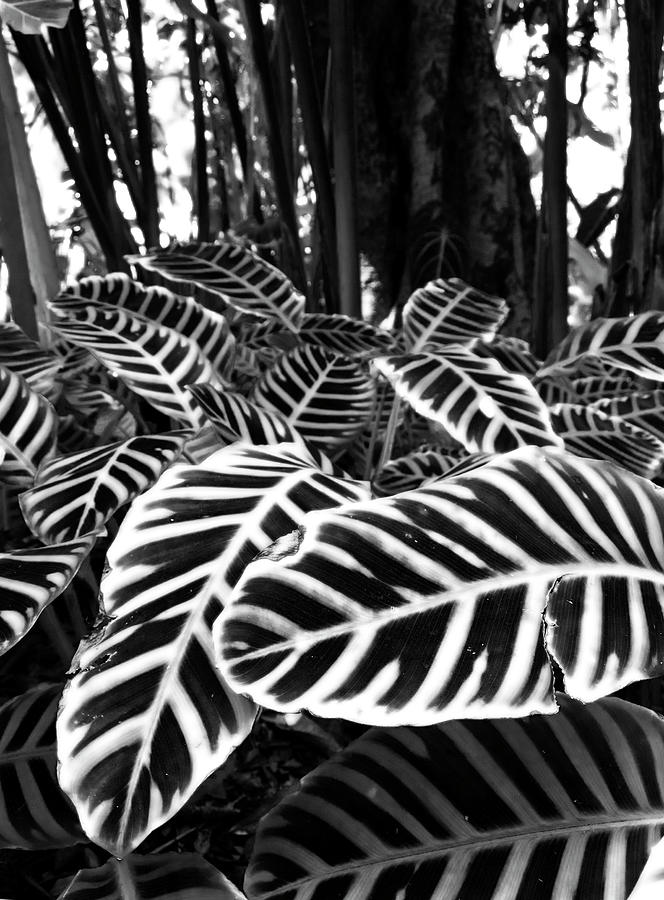 Tropical Plants On The Rainforest Floor Photograph by Melinda Podor