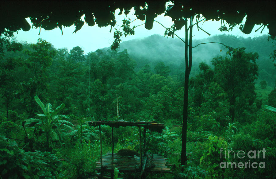 Tropical Rain Forest Photograph by Andrew Clarke/science Photo Library
