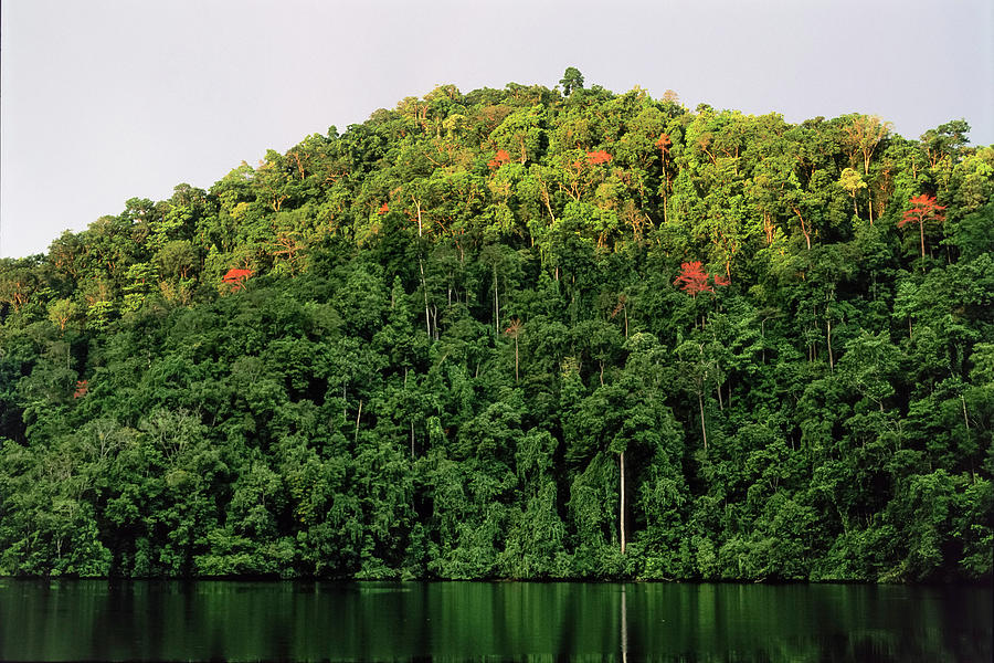 Tropical Rainforest, Salawati Island, West Papua, New Guinea, Indonesia ...