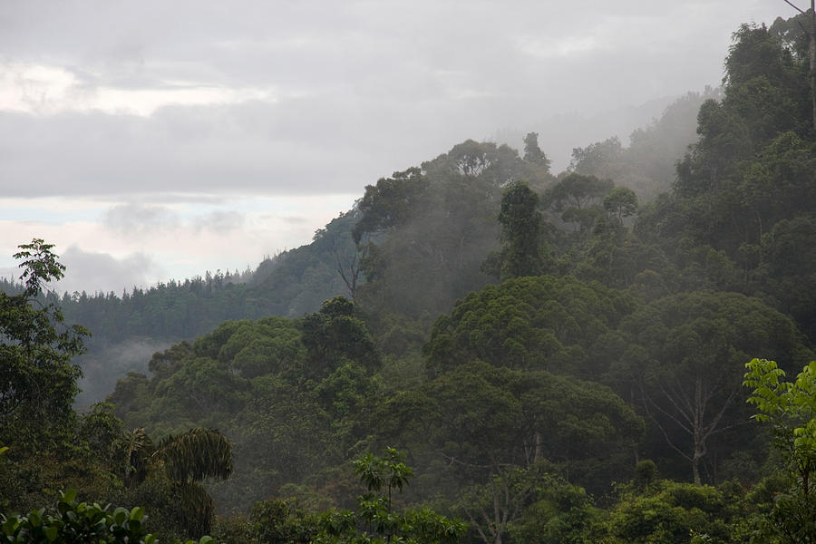 Jungle Photograph - Tropical Rainforest, Sri Lanka by David Hosking