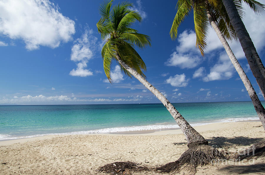 Tropical Sandy Beach Photograph by Tanya Kurushova - Fine Art America