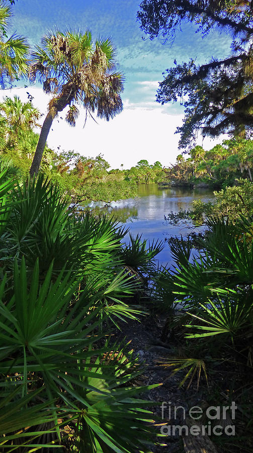 Tropical Splendor Photograph by Sharon Williams Eng
