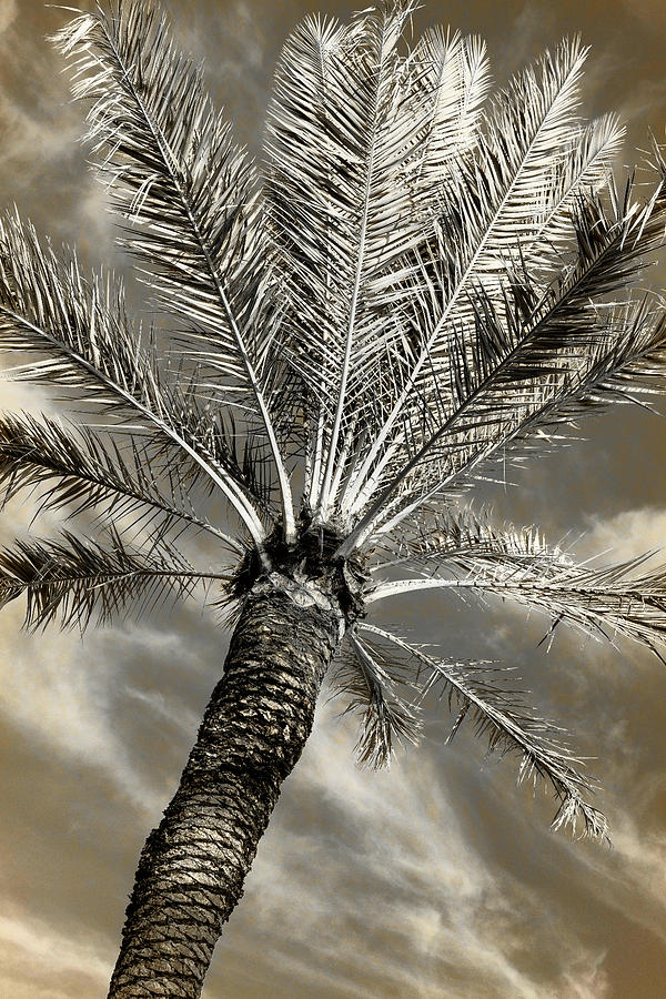 Paradise Photograph - Tropical State of Mind #4 by Stephen Stookey