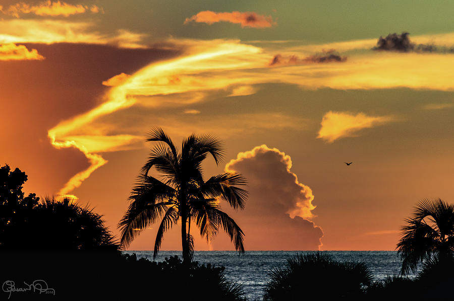 Tropical Summer Nights Photograph by Susan Molnar