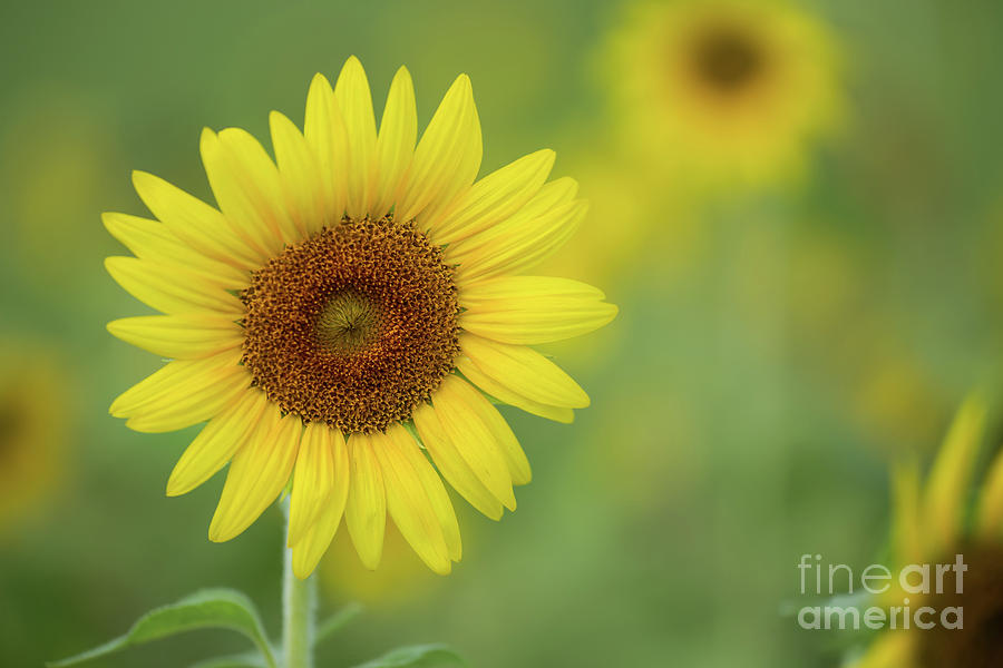Tropical Sunflowers Photograph by Sabrina L Ryan
