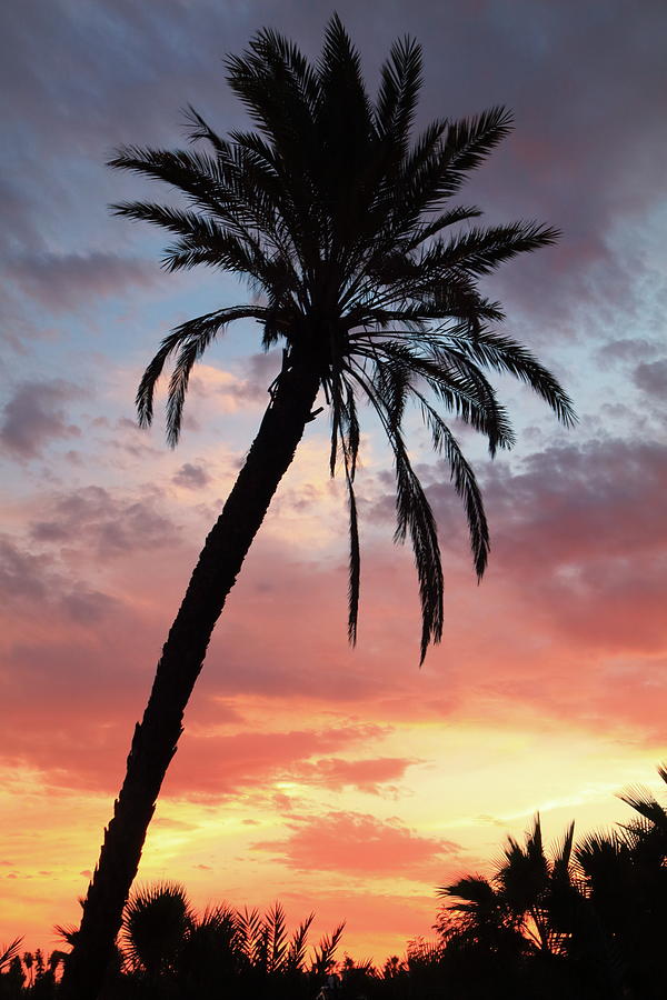 Tropical Sunset Palm Tree Photograph by Roupen Baker