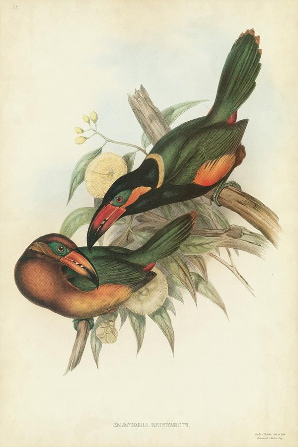 Animal Painting - Tropical Toucans V by John Gould