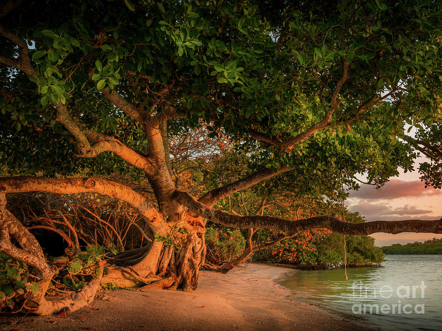 Tropical Tree at North Jetty in Venice, Florida 2 Photograph by Liesl Walsh