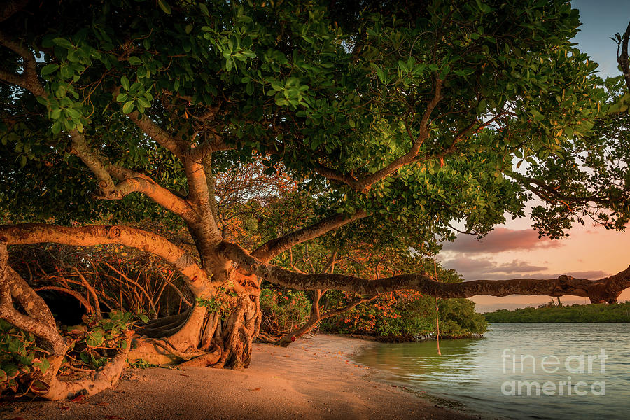 Beach Photograph - Tropical Tree at North Jetty in Venice, Florida by Liesl Walsh