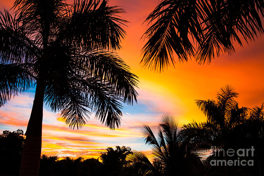Beauty Photograph - Tropical Trees By The Beach In Central by Mervas Beauty Photograph - Tropical Trees By The Beach In Central by Mervas