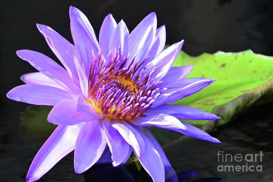 Tropical Water Lily Photograph by Cindy Manero